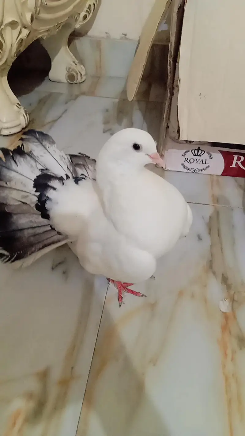 fully breeder pair hai eggs deny waly hai home breed hai koi issue nhi — photo 2