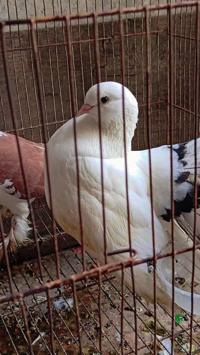 fully breeder pair hai eggs deny waly hai home breed hai koi issue nhi