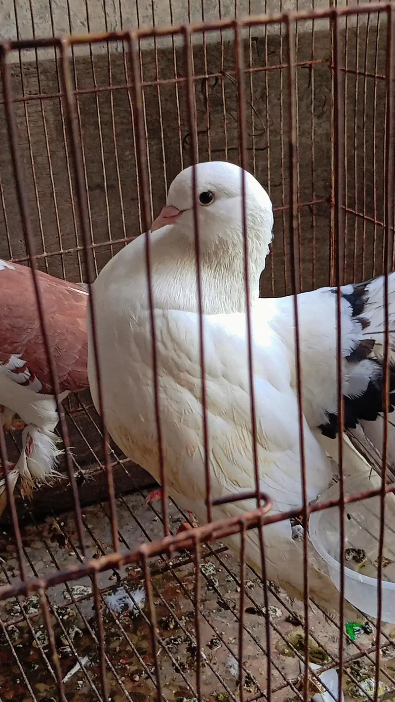 fully breeder pair hai eggs deny waly hai home breed hai koi issue nhi — photo 3