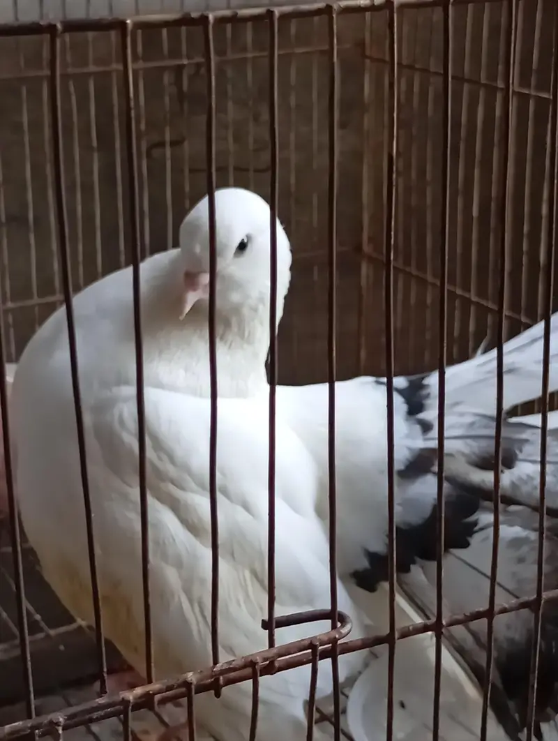 fully breeder pair hai eggs deny waly hai home breed hai koi issue nhi — photo 4
