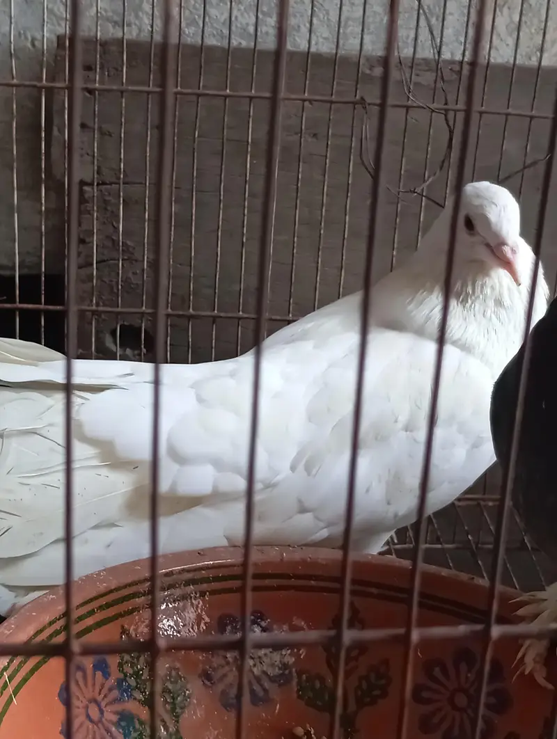fully breeder pair hai eggs deny waly hai home breed hai koi issue nhi — photo 5
