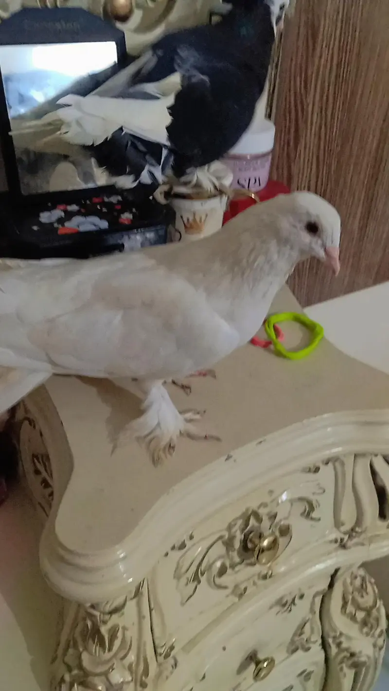 fully breeder pair hai eggs deny waly hai home breed hai koi issue nhi — photo 6