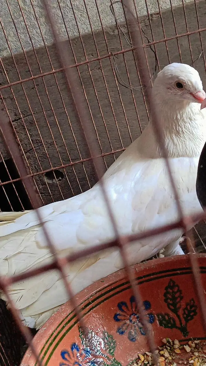 fully breeder pair hai eggs deny waly hai home breed hai koi issue nhi — photo 7
