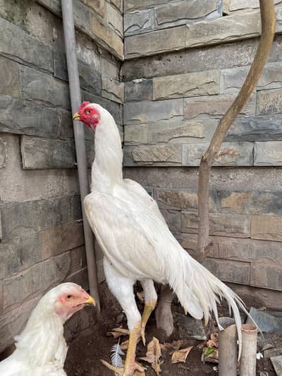 white O shamo Male age 6 months