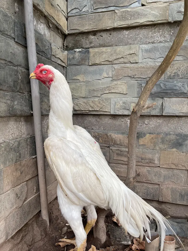 white O shamo Male age 6 months — photo 2
