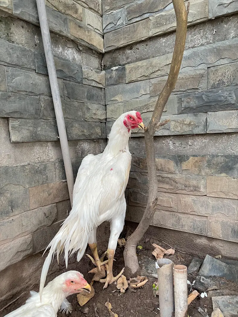 white O shamo Male age 6 months — photo 3