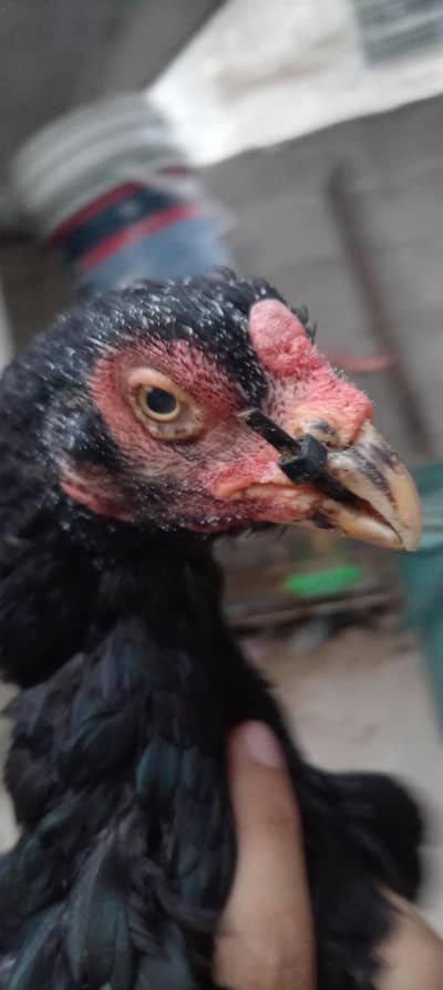 brredar madi and chick for sale