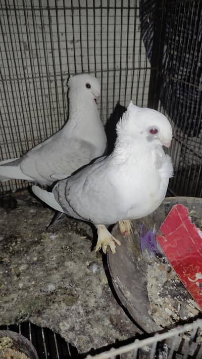 Sentient (German Tie) pair