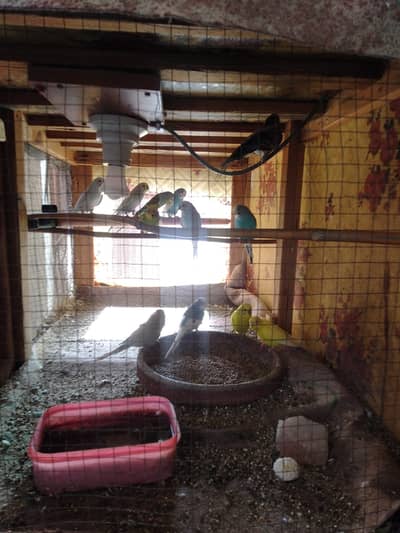 Beautiful Budgies Breeding Pairs for Sale