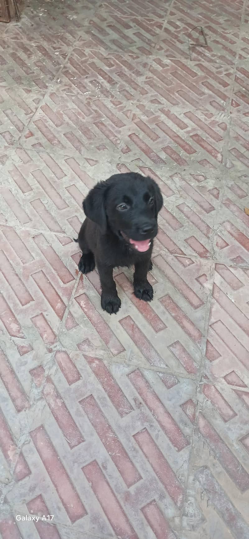Brown lab 0