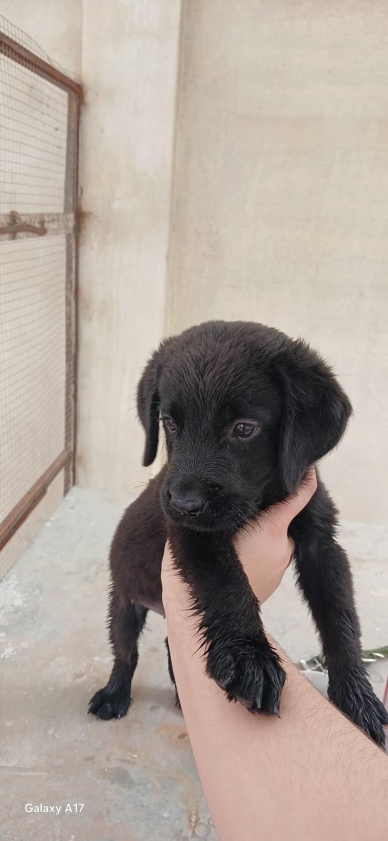 Brown lab 3