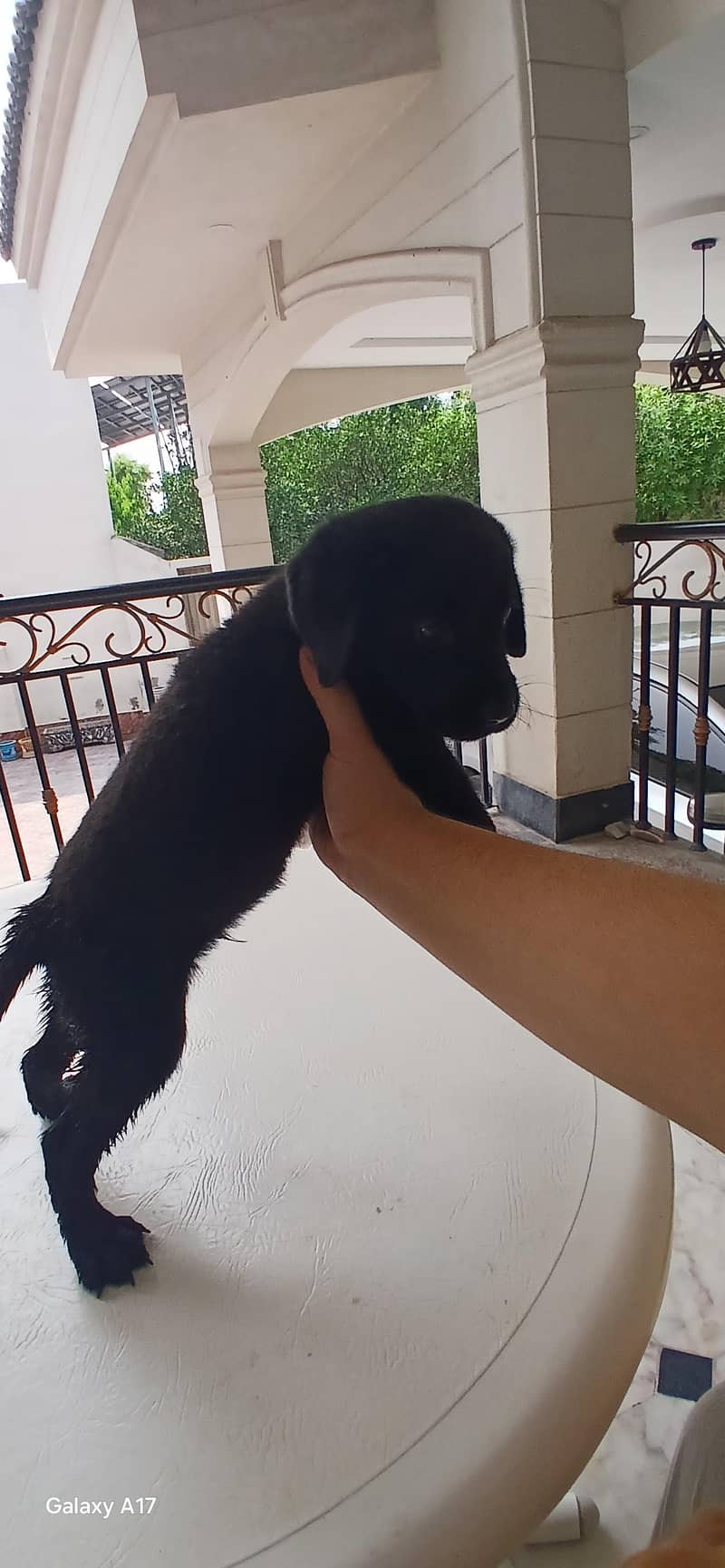 Brown lab 7