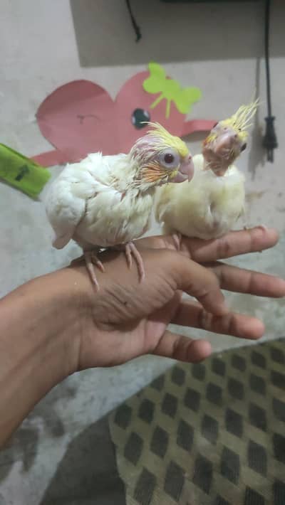 cream babies handtame