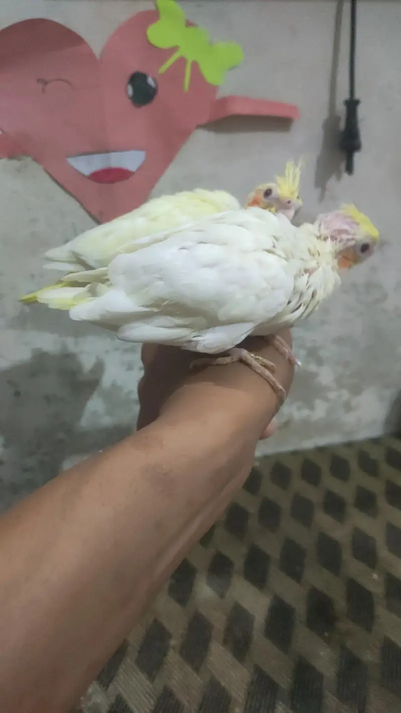 cream babies handtame — photo 2