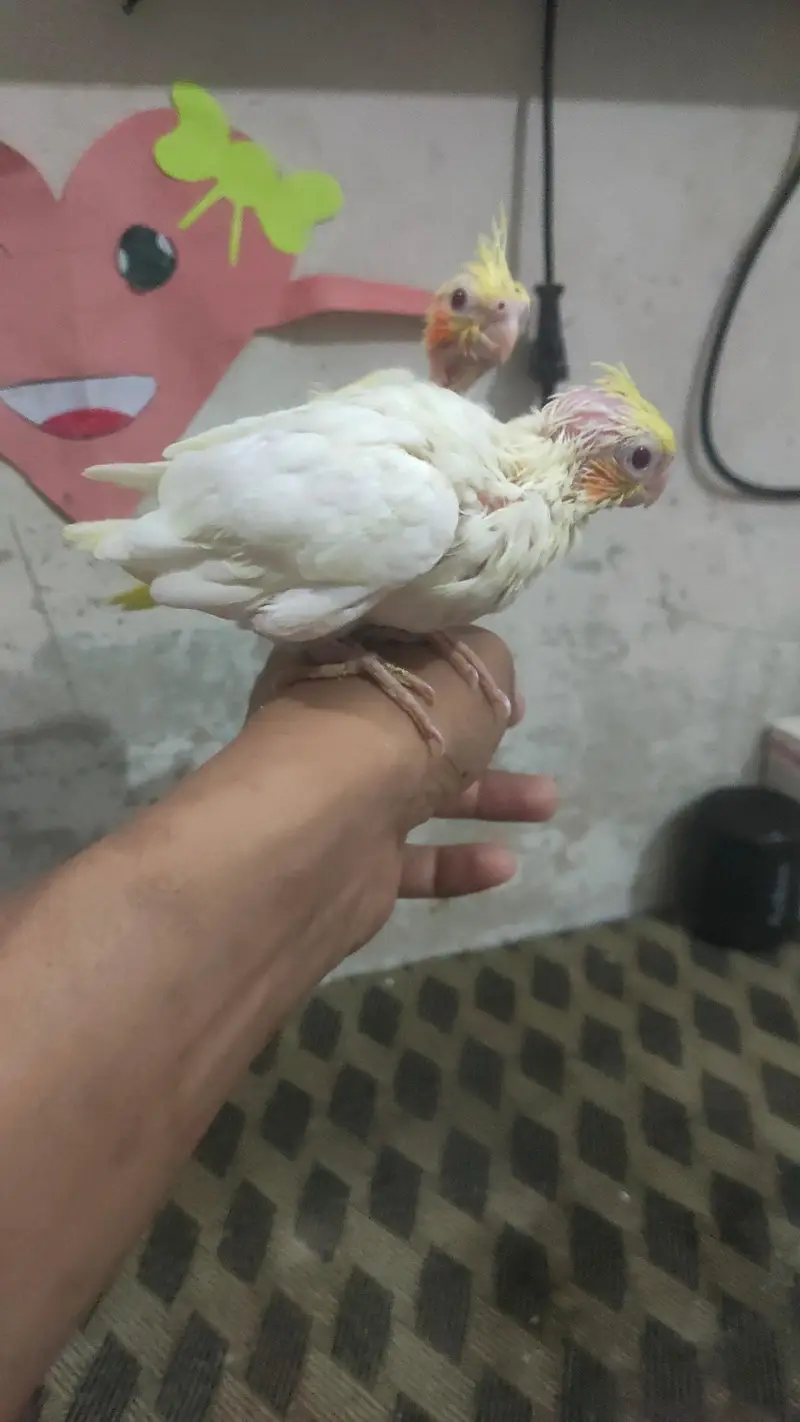 cream babies handtame — photo 3