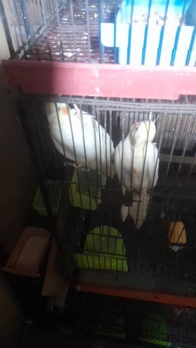 Parrots for sale