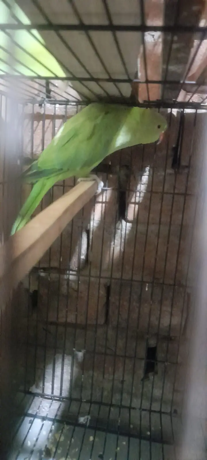 Parrots for sale — photo 3