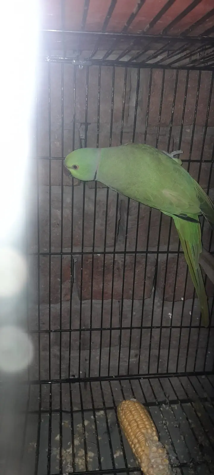 Parrots for sale — photo 4