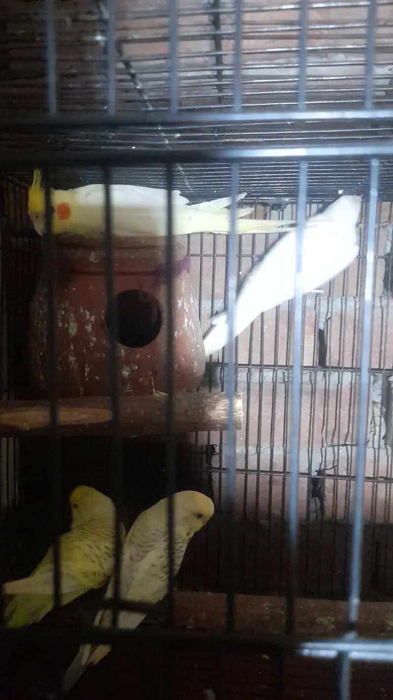 Parrots for sale — photo 6