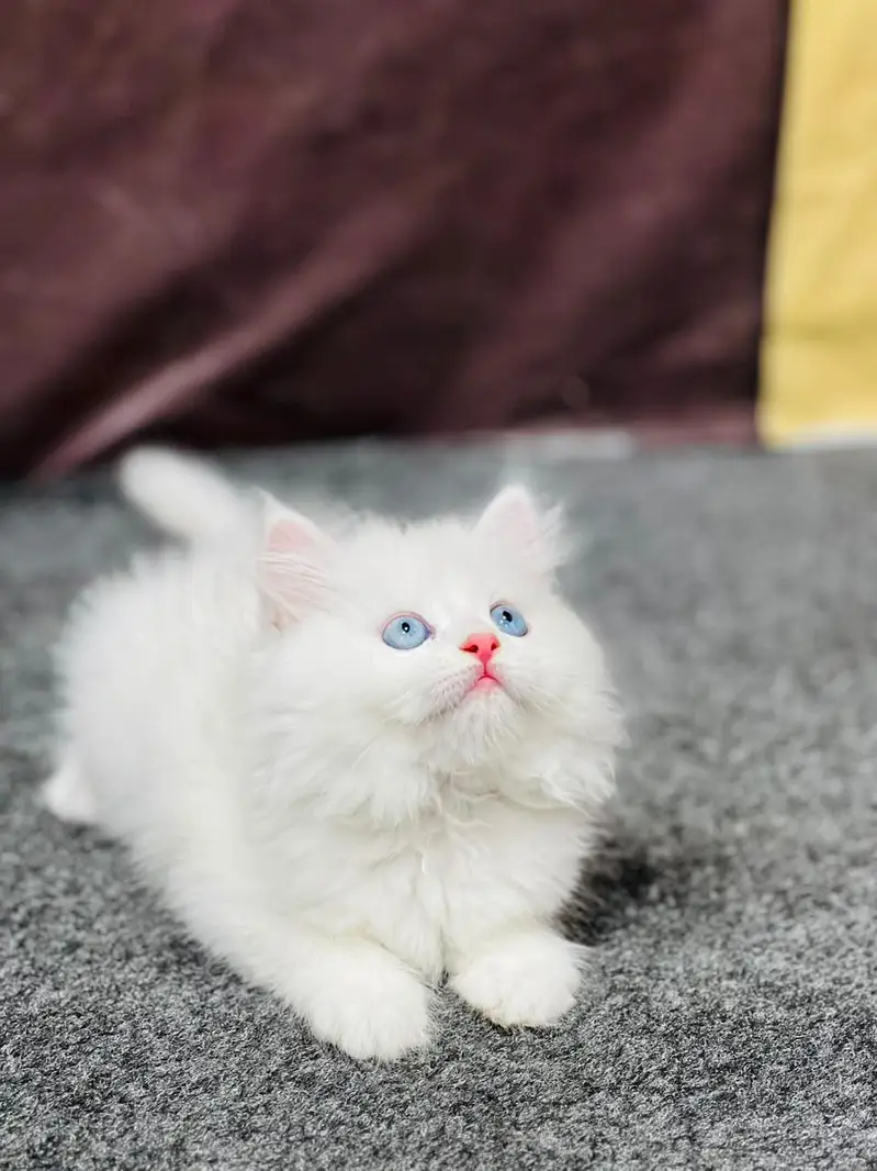 Cash on delivery parshion punch face kittens — photo 2