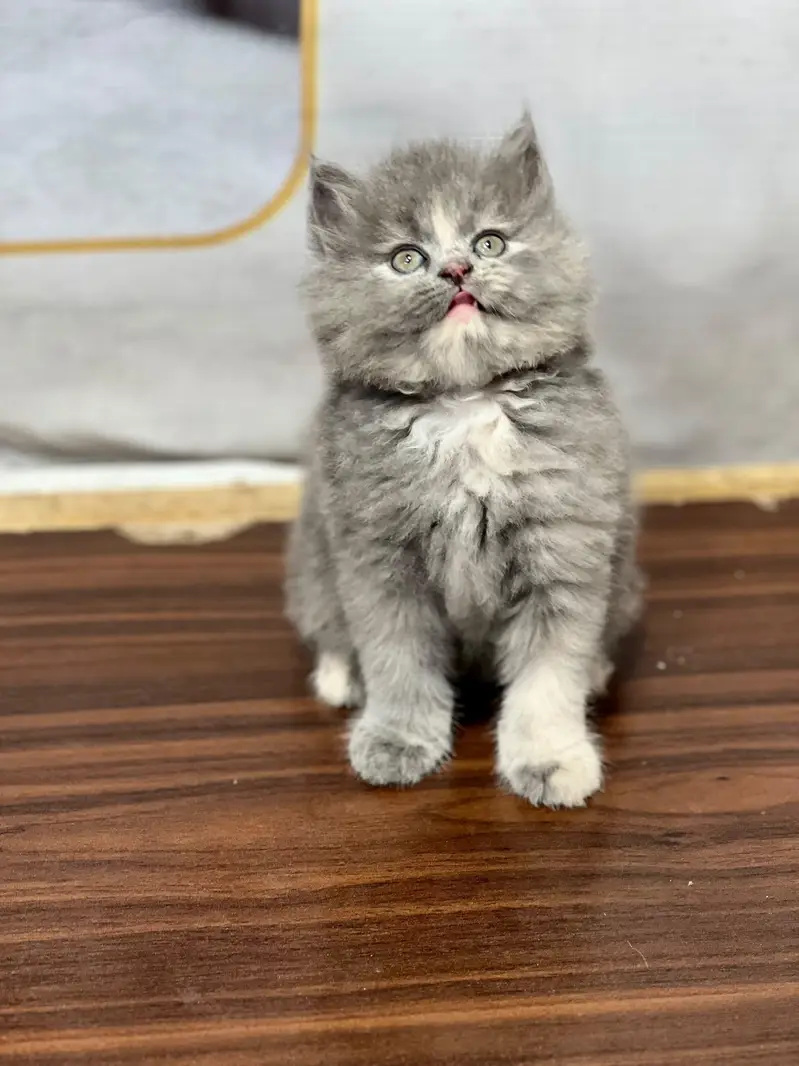 Cash on delivery parshion punch face kittens — photo 3