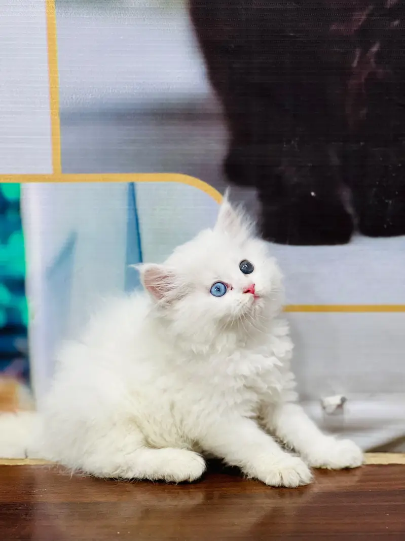 Cash on delivery parshion punch face kittens — photo 4