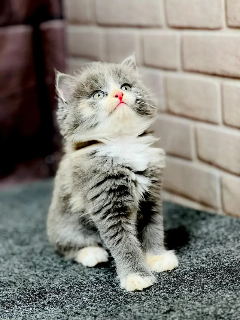Cash on delivery parshion punch face kittens — photo 5