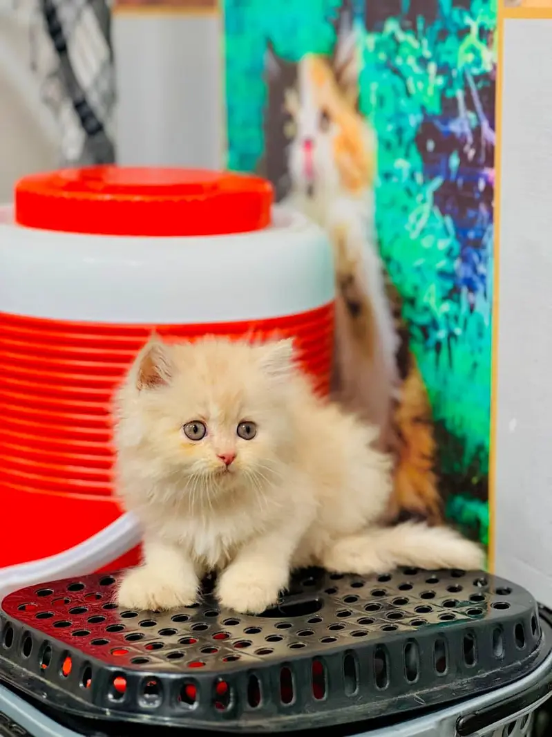 Cash on delivery parshion punch face kittens — photo 7