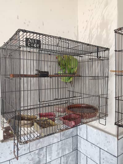 1 breeding pair with 2 small parrots cage