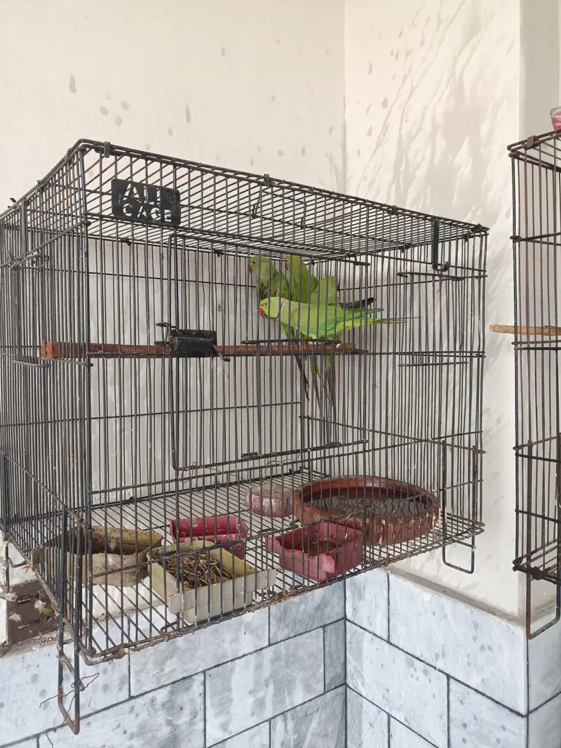 1 breeding pair with 2 small parrots without cage — photo 2