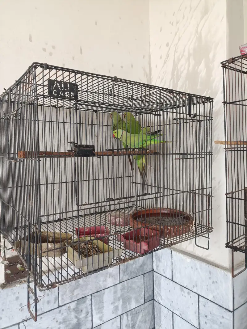 1 breeding pair with 2 small parrots without cage — photo 3