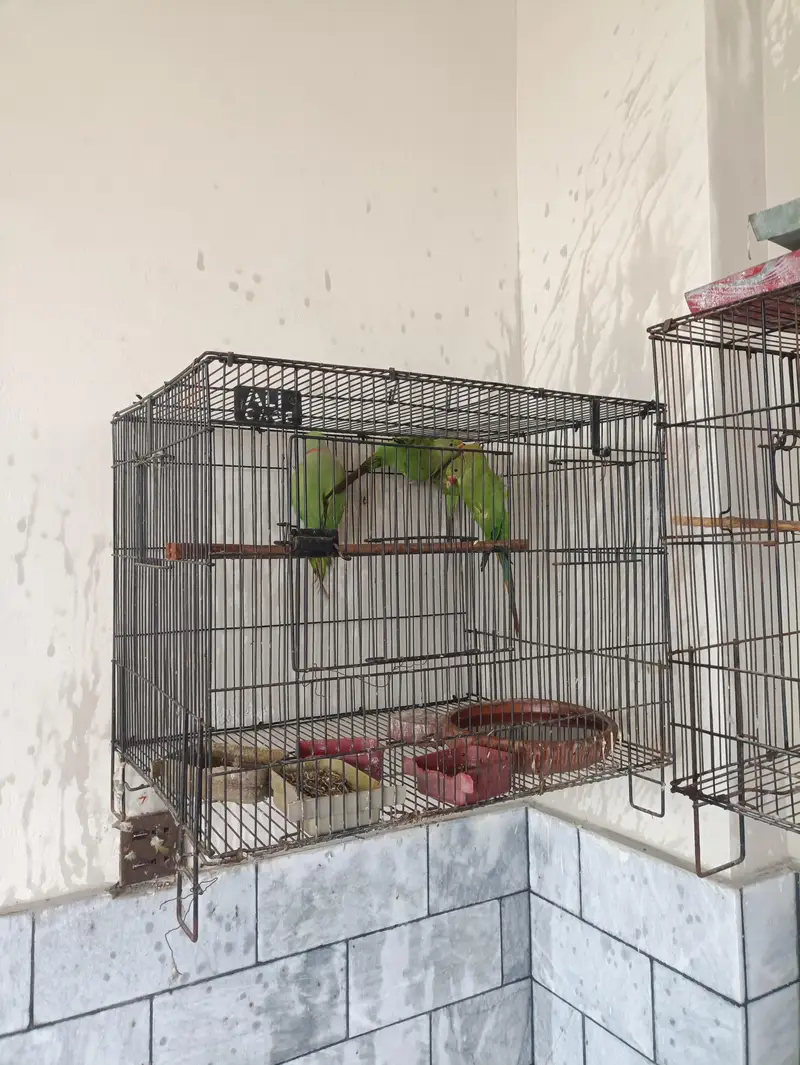 1 breeding pair with 2 small parrots without cage — photo 4