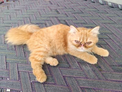 Persian Peaky face cat