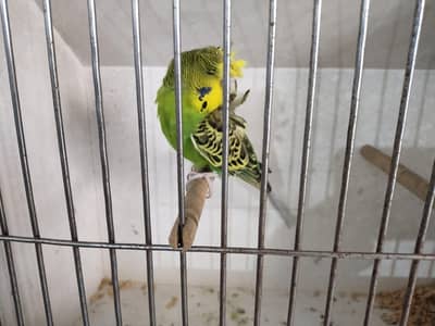 Dun Fellow And Hagoromo Adult Males Available 2 Pieces