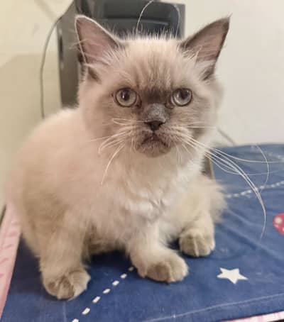 White persian female