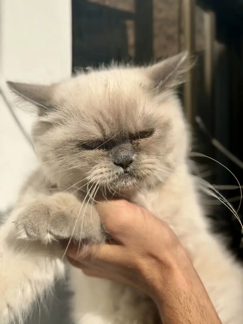 White persian female — photo 2