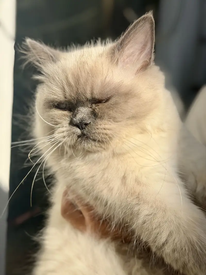 White persian female — photo 3