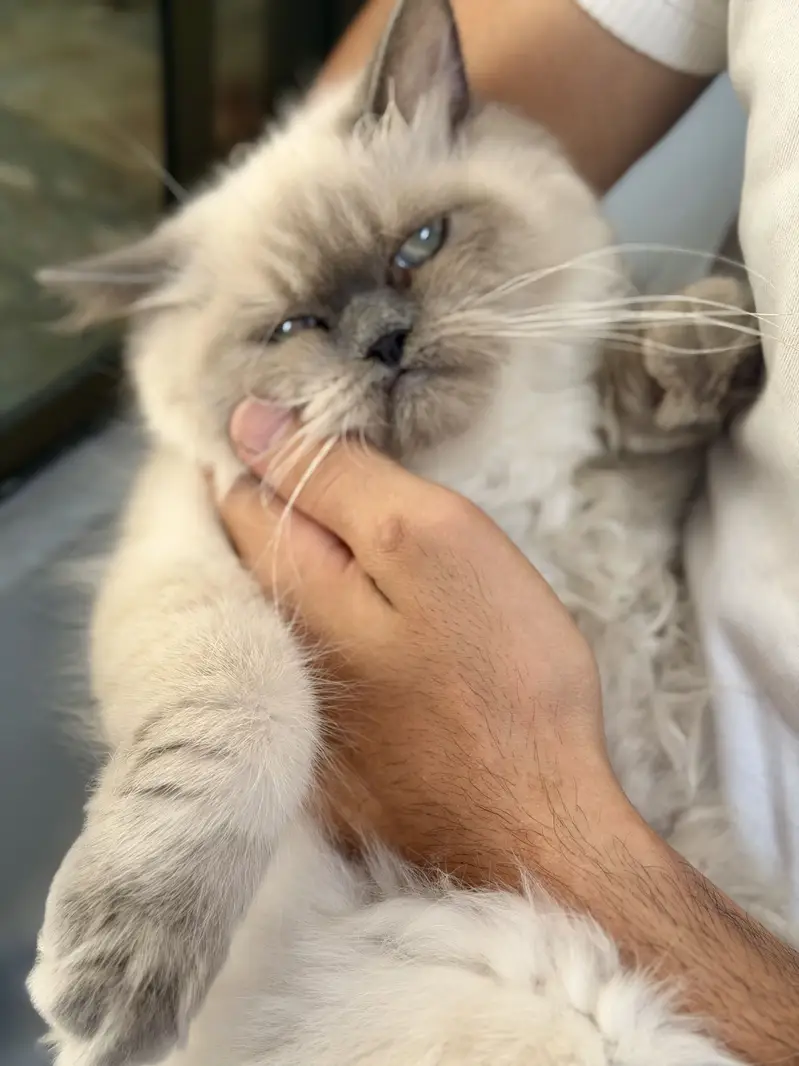 White persian female — photo 4