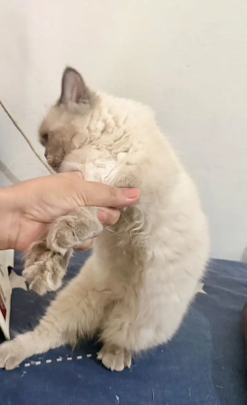 White persian female — photo 5