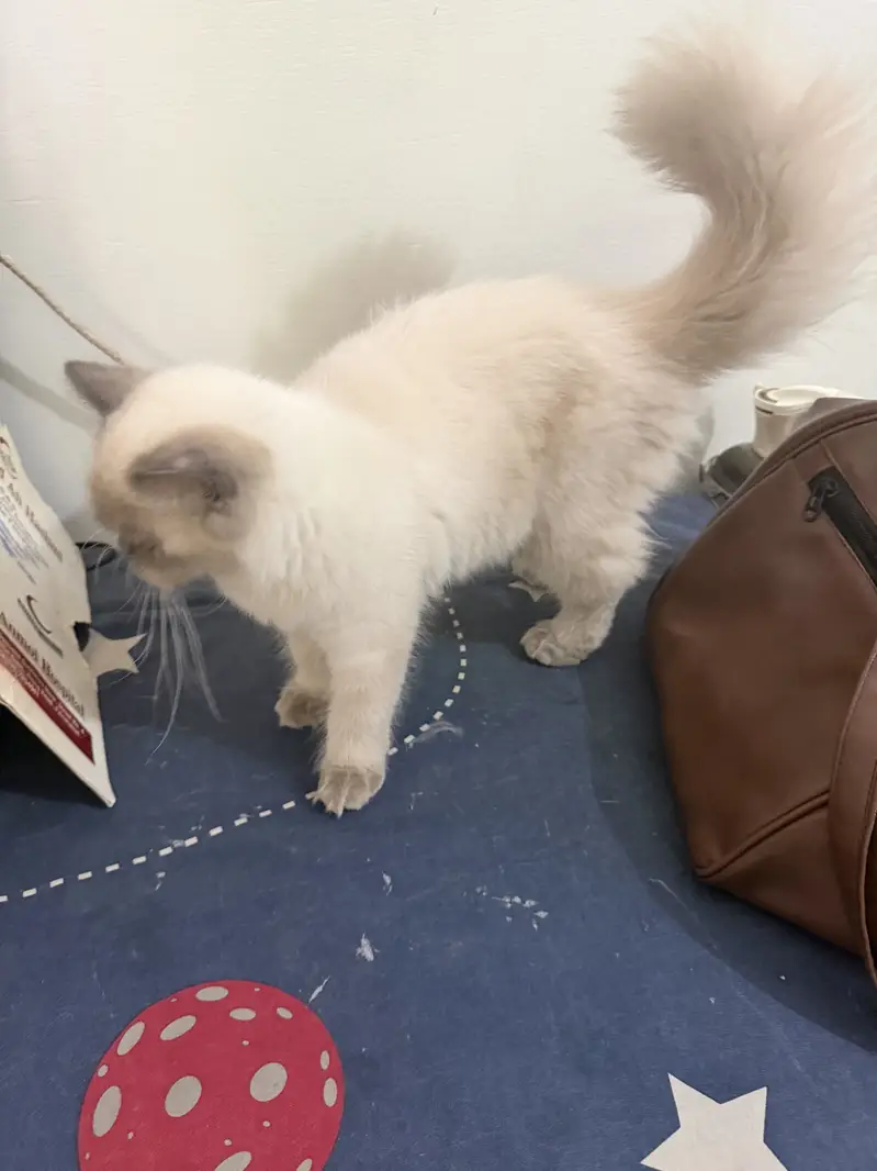 White persian female — photo 6