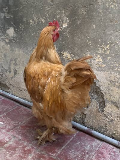 golden buff only male