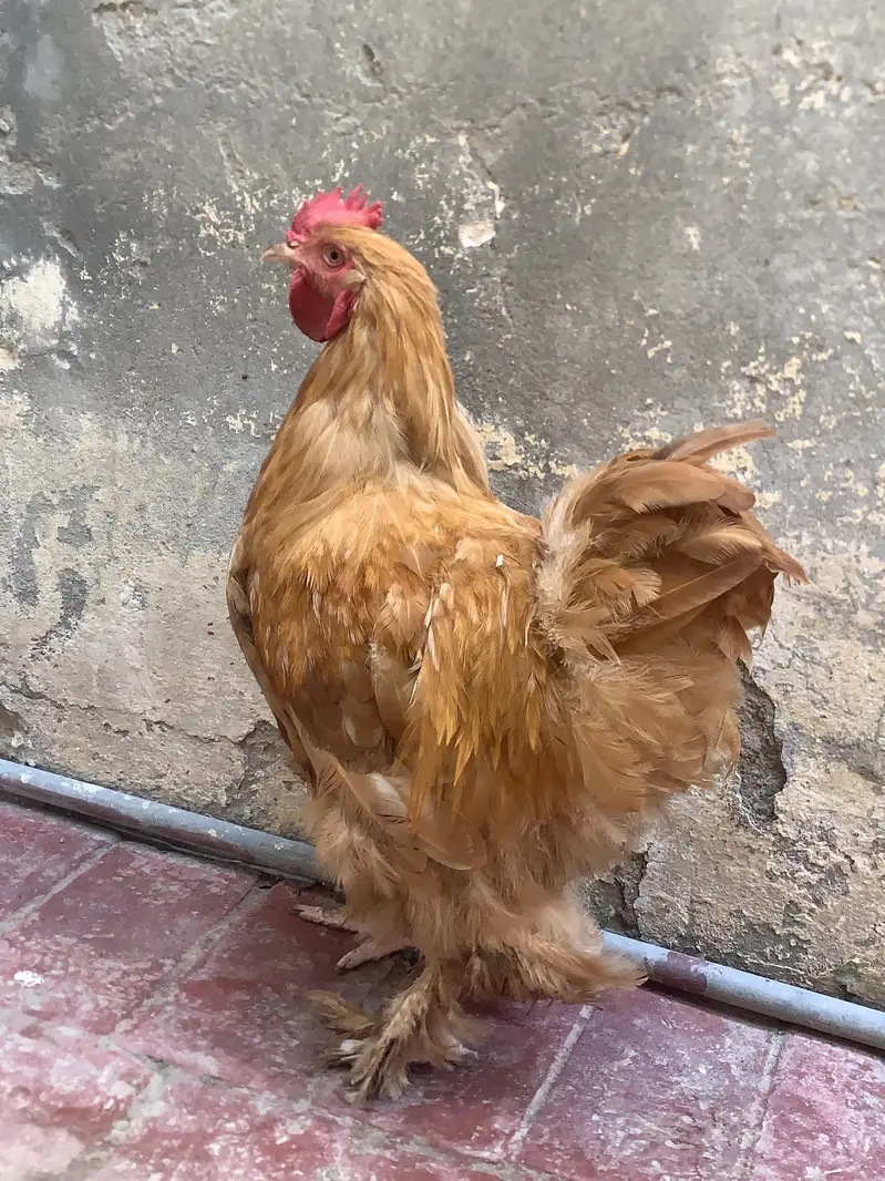 golden buff only male — photo 2