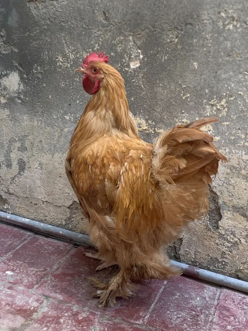 golden buff only male — photo 3