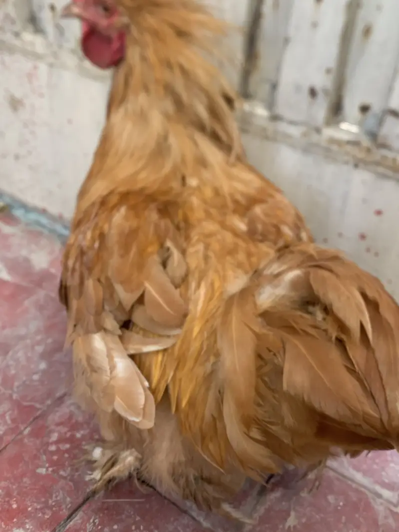 golden buff only male — photo 4