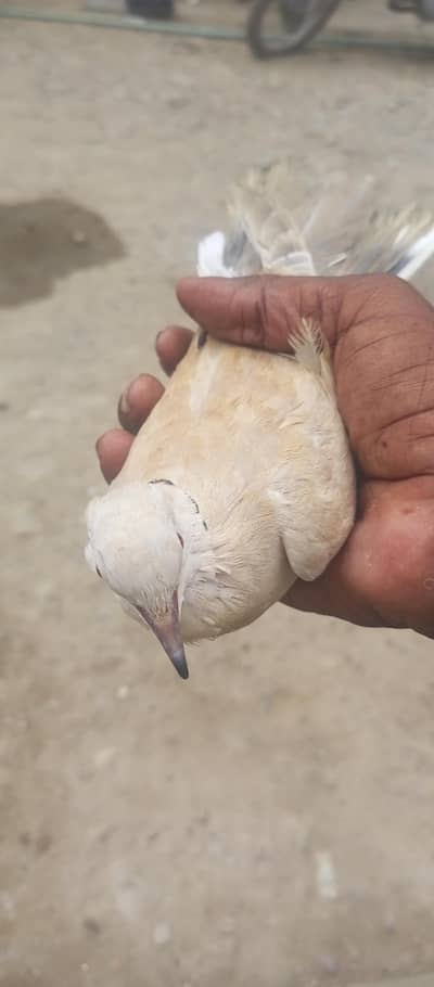 Dove for sale