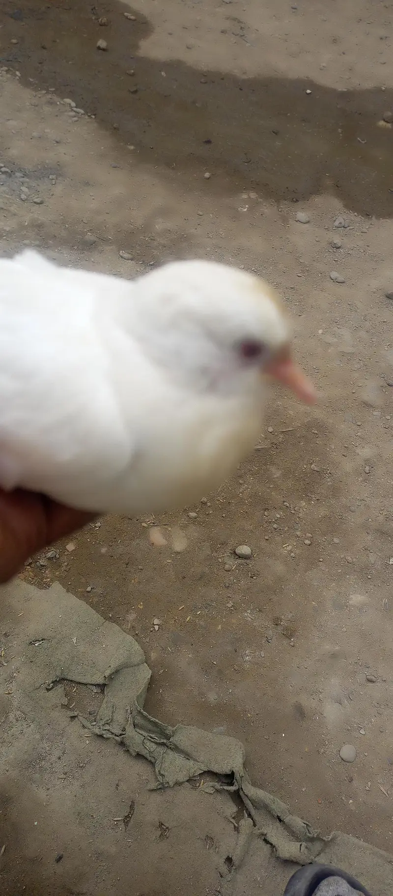 Dove for sale — photo 2