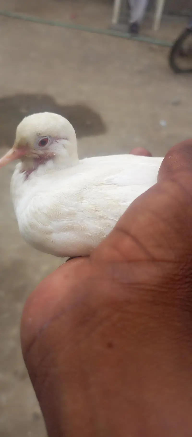 Dove for sale — photo 3