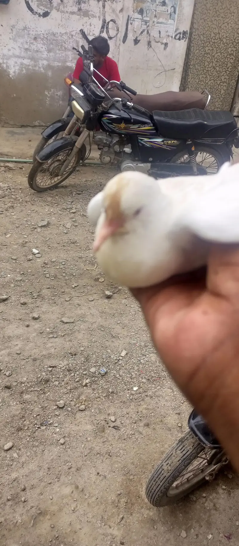 Dove for sale — photo 4