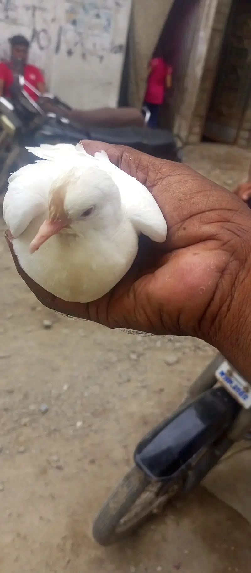 Dove for sale — photo 5