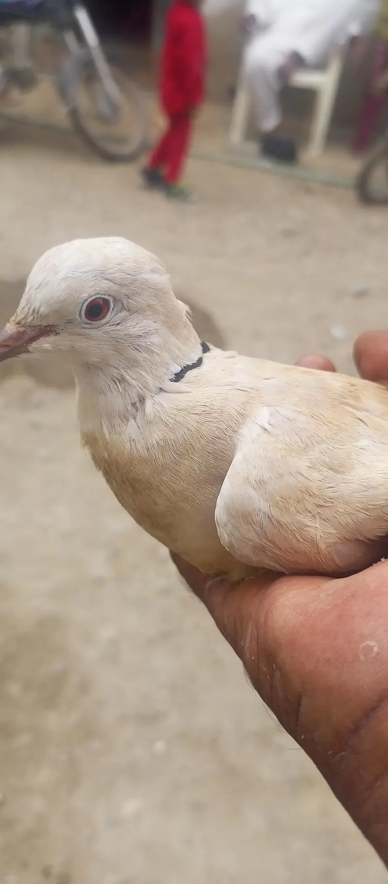 Dove for sale — photo 6